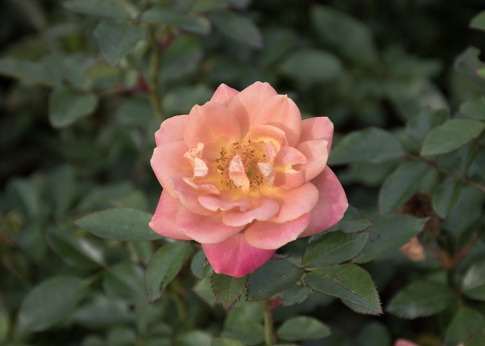 バラ(カレイドスコープ)の満開の花。長居植物園で撮影