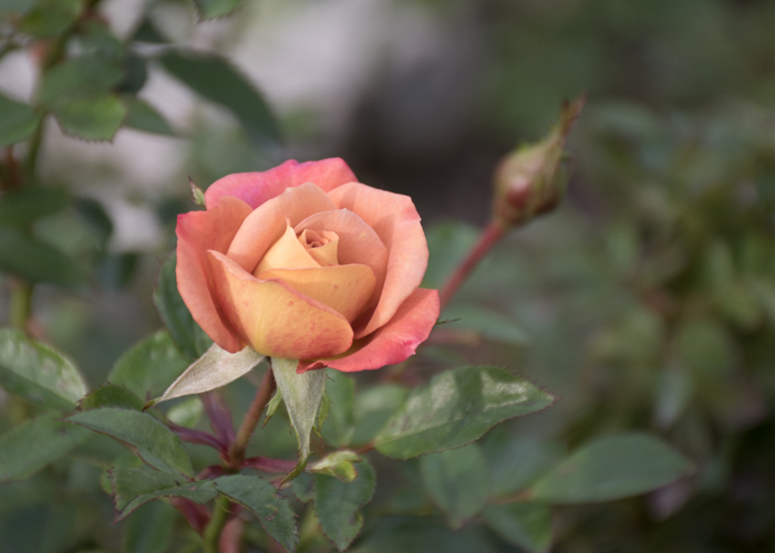 バラ(カレイドスコープ)の花。長居植物園で撮影