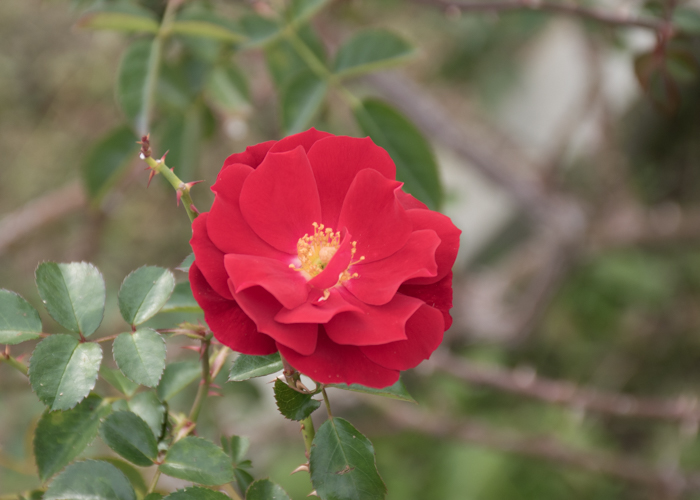 バラ(マイナウフォイアー/マイナーフェアー)の花。長居植物園で撮影
