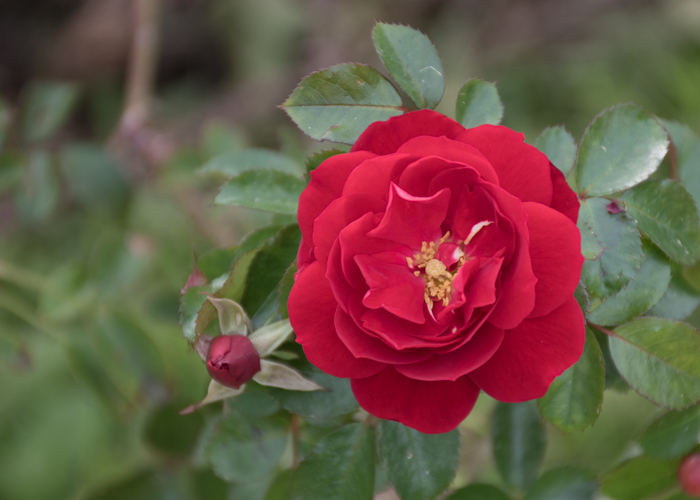 バラ(マイナウフォイアー/マイナーフェアー)の花。長居植物園で撮影