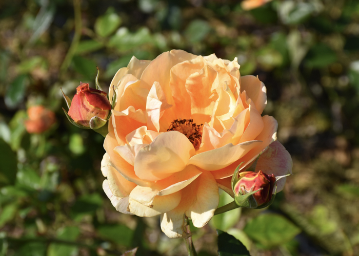 バラ(万葉)の花。荒巻バラ公園で撮影