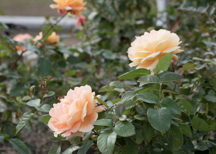 バラ(万葉)の花。長居植物園で撮影