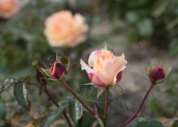 バラ(万葉)のつぼみ。長居植物園で撮影