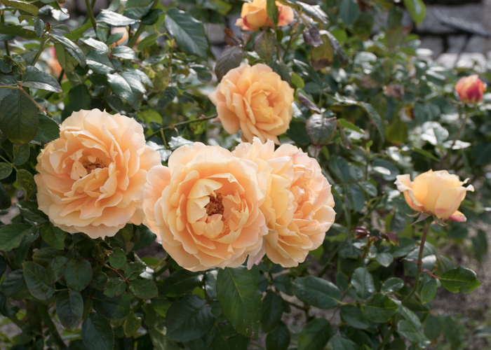 バラ(万葉)の花。長居植物園で撮影