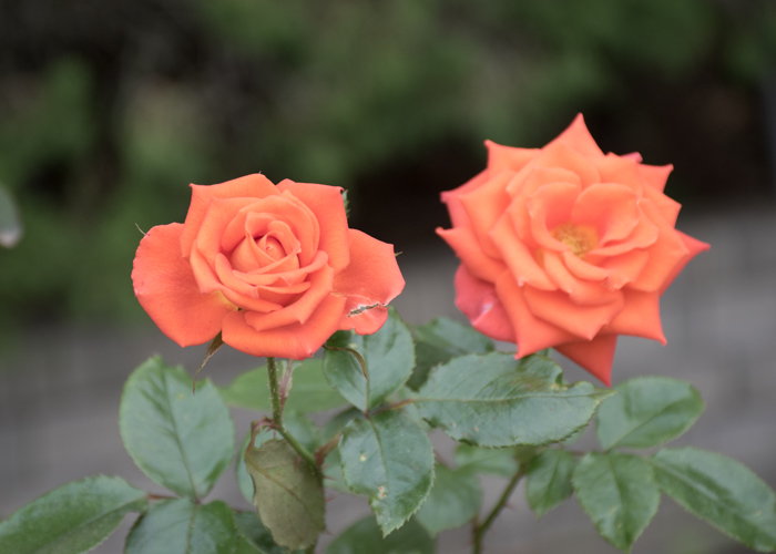 バラ(マリーナ)の花。長居植物園で撮影