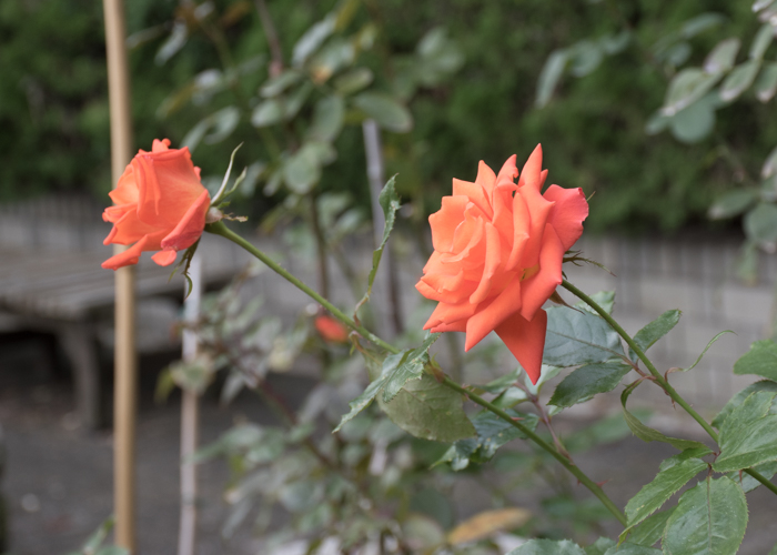 バラ(マリーナ)の花の横顔。長居植物園で撮影