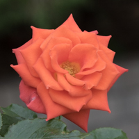 バラ(マリーナ)の花