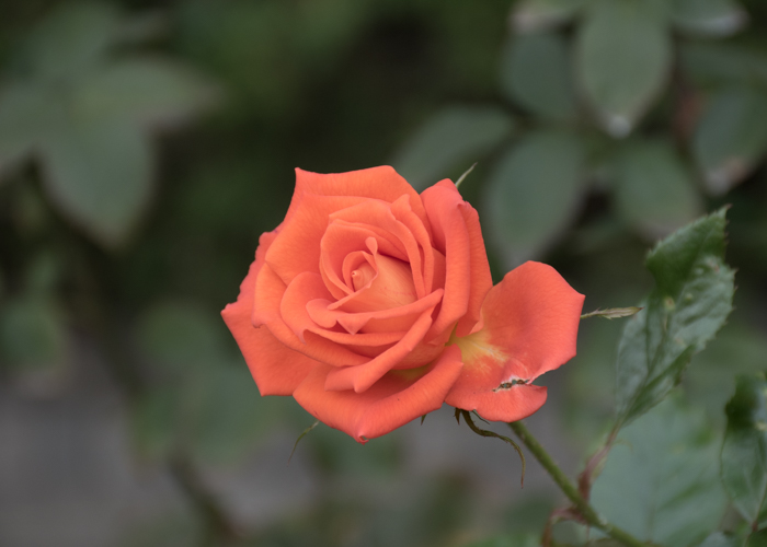 バラ(マリーナ)の花。長居植物園で撮影