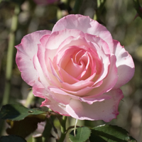 バラ(ニコール)の花