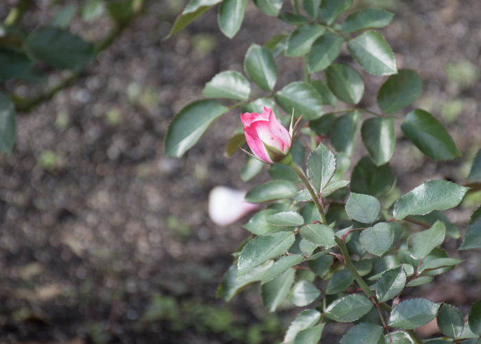 バラ(ニコール)のつぼみ。花博記念公園鶴見緑地で撮影