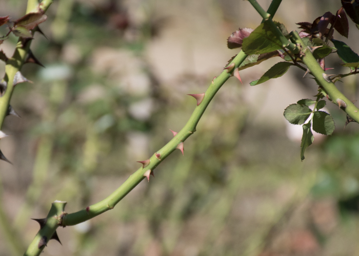 バラ（ニコール）の枝とトゲと葉。庄堺公園で撮影