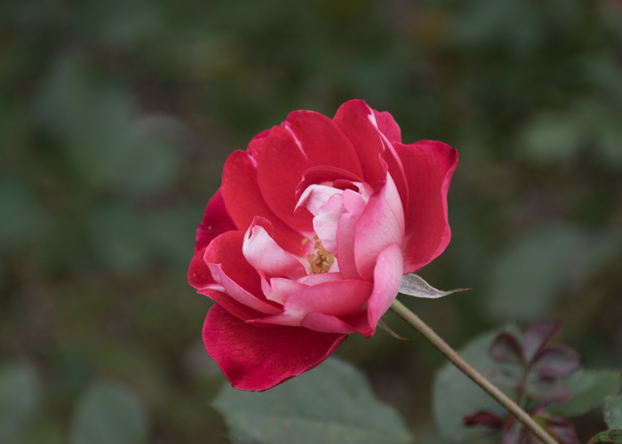 バラ(ピカソ)の花の横顔。長居植物園で撮影