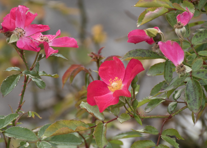 バラ(ロージー・カーペット)の花。長居植物園で撮影