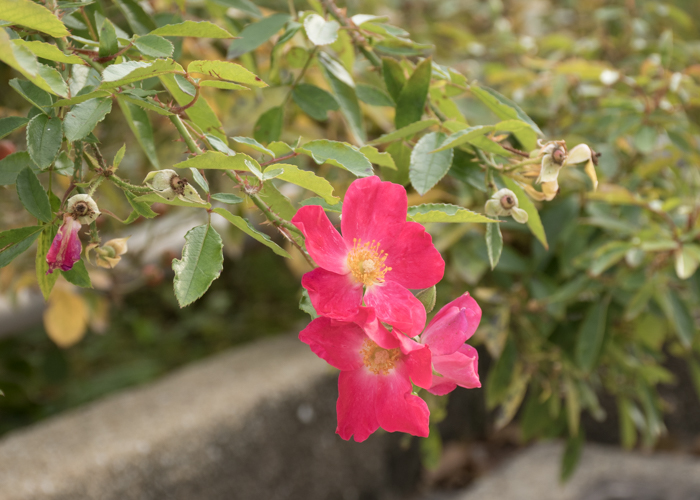 バラ(ロージー・カーペット)の花のアップ。長居植物園で撮影