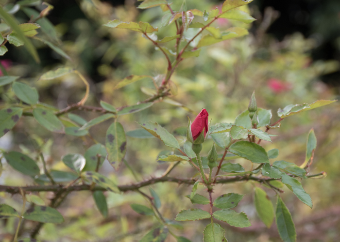 バラ(ロージー・カーペット)の花のつぼみ。長居植物園で撮影