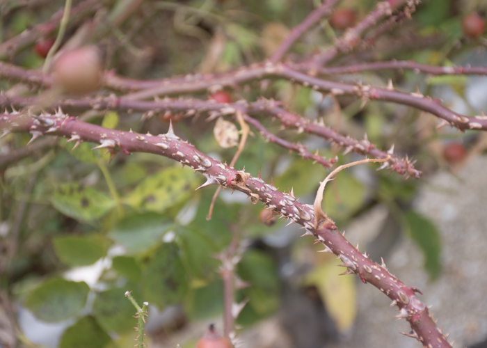 バラ(ロージー・カーペット)の枝とトゲ。長居植物園で撮影