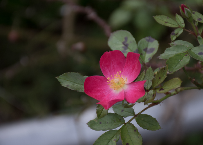 バラ(ロージー・カーペット)の花一輪。長居植物園で撮影