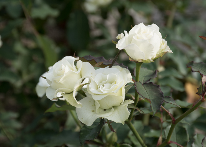 バラ(緑光)の花。長居植物園で撮影