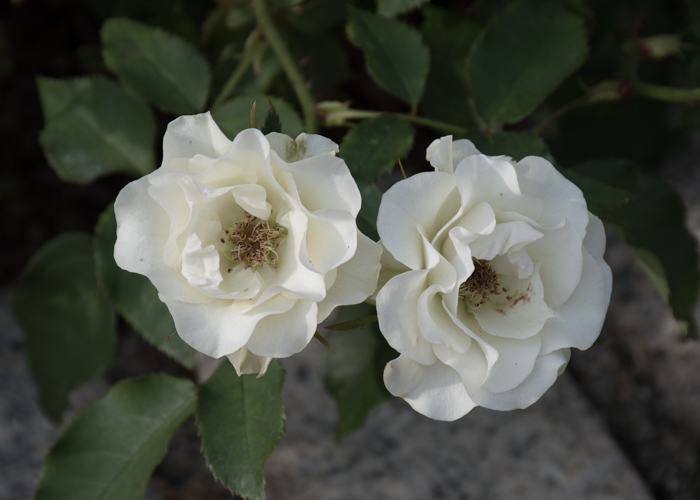 バラ(緑光)の花。長居植物園で撮影