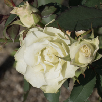 バラ(緑光)の花