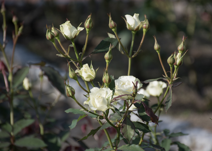 バラ(緑光)の花。花博記念公園鶴見緑地で撮影