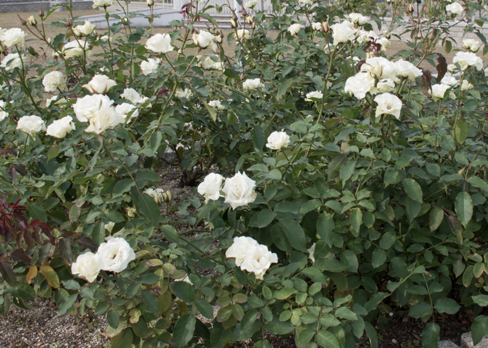 バラ(緑光)の木全体。長居植物園で撮影