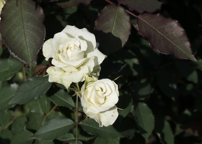 バラ(緑光)の花。花博記念公園鶴見緑地で撮影
