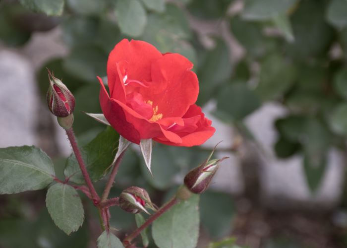 バラ(サラバンド)の花の横顔。長居植物園で撮影