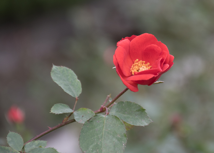バラ(サラバンド)の花。長居植物園で撮影