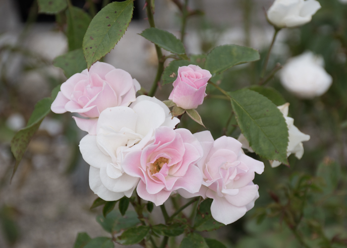 バラ(セレッソ)の花。長居植物園で撮影