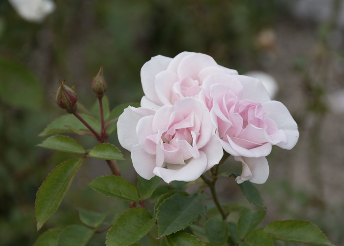 バラ(セレッソ)の花とつぼみ。長居植物園で撮影