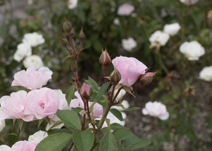 バラ(セレッソ)の咲きかけの花とつぼみ。長居植物園で撮影