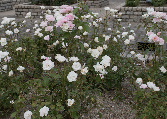 バラ(セレッソ)の木全体。長居植物園で撮影