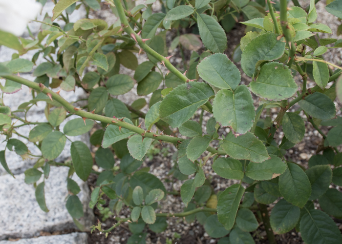 バラ(セレッソ)の枝とトゲと葉。長居植物園で撮影