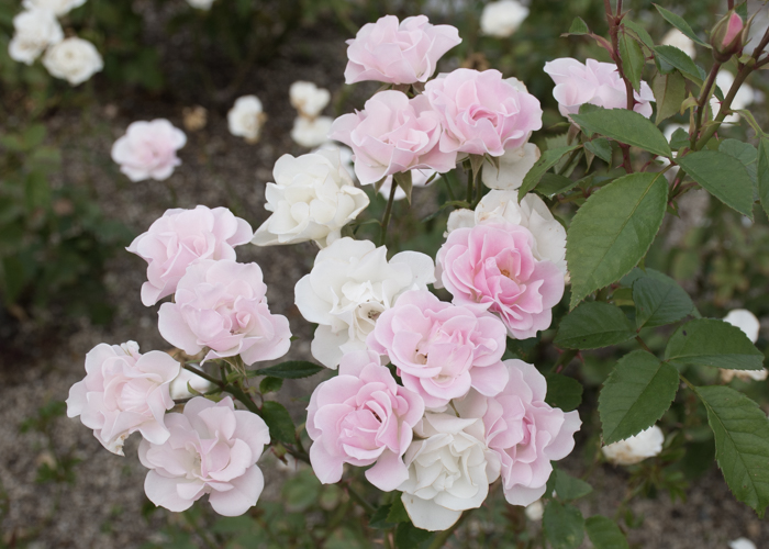 バラ(セレッソ)の満開の花。長居植物園で撮影