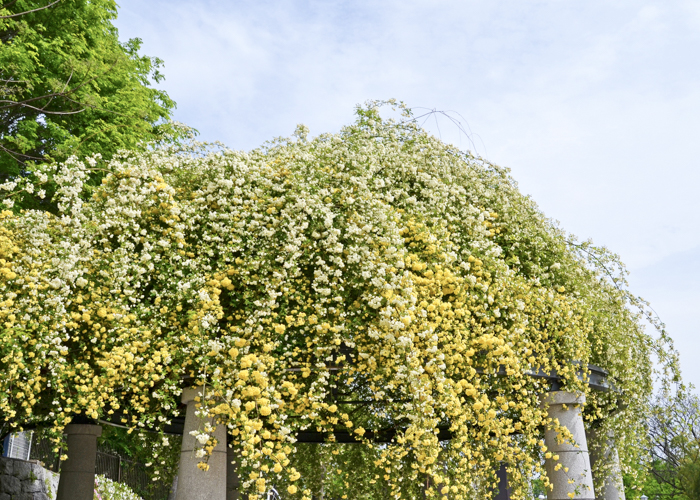 花博記念公園鶴見緑地バラ園のガゼボに咲くモッコウバラ