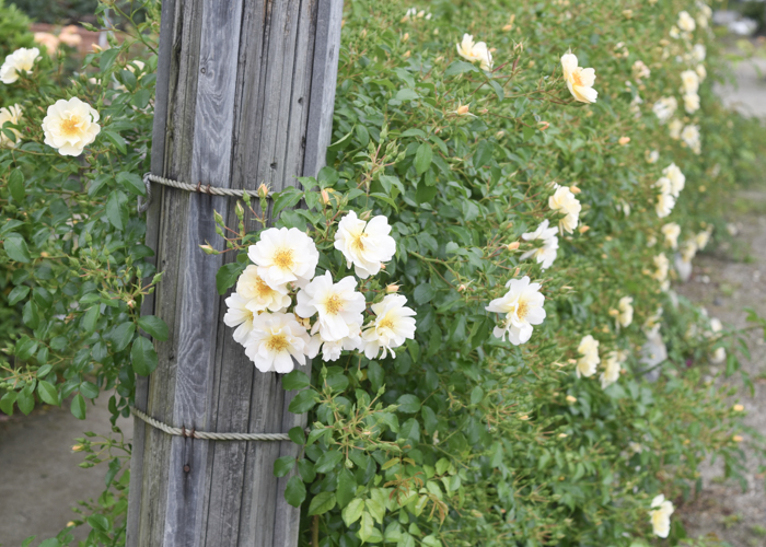 小さな白いつるバラ。愛知県春日井市の王子バラ園（王子製紙の工場）で撮影