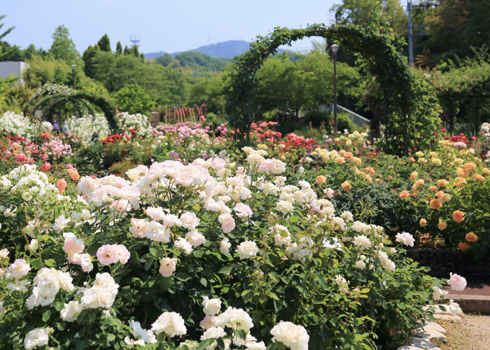 バラが満開の5月の大阪府立花の文化園 バラ園