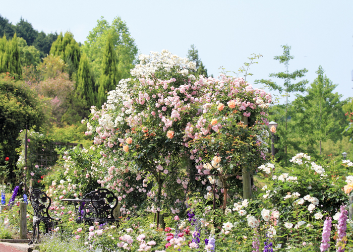 バラの花が見ごろの大阪府立花の文化園 バラ園