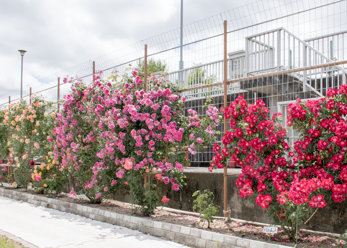 湖西浄化センター バラ花壇のバラのフェンス
