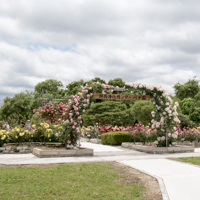 湖西浄化センター バラ園（滋賀県大津市）