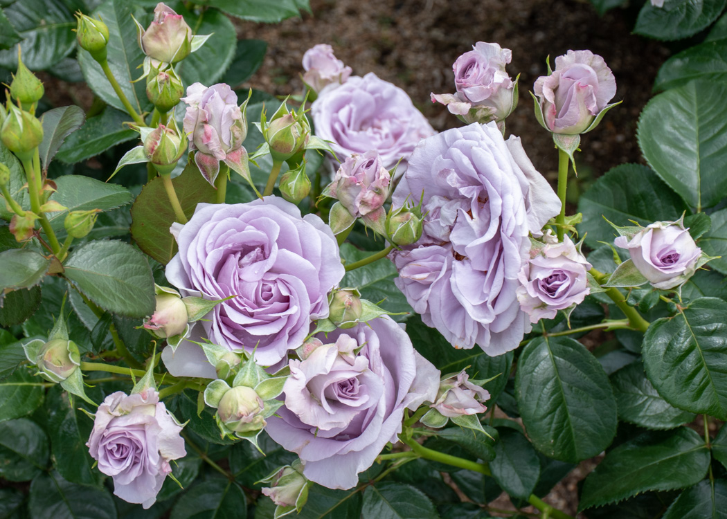 滋賀県湖西浄化センターバラ花壇のブルーバユーの花