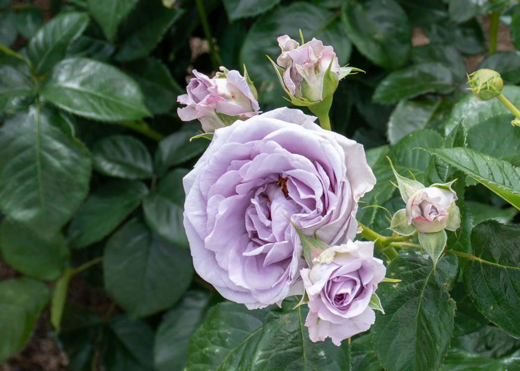 ブルーバユーの花とつぼみ。湖西浄化センターで撮影。