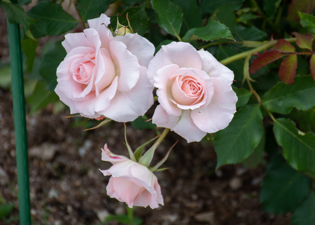 ブライダル・ピンクの花。湖西浄化センターバラ花壇で撮影