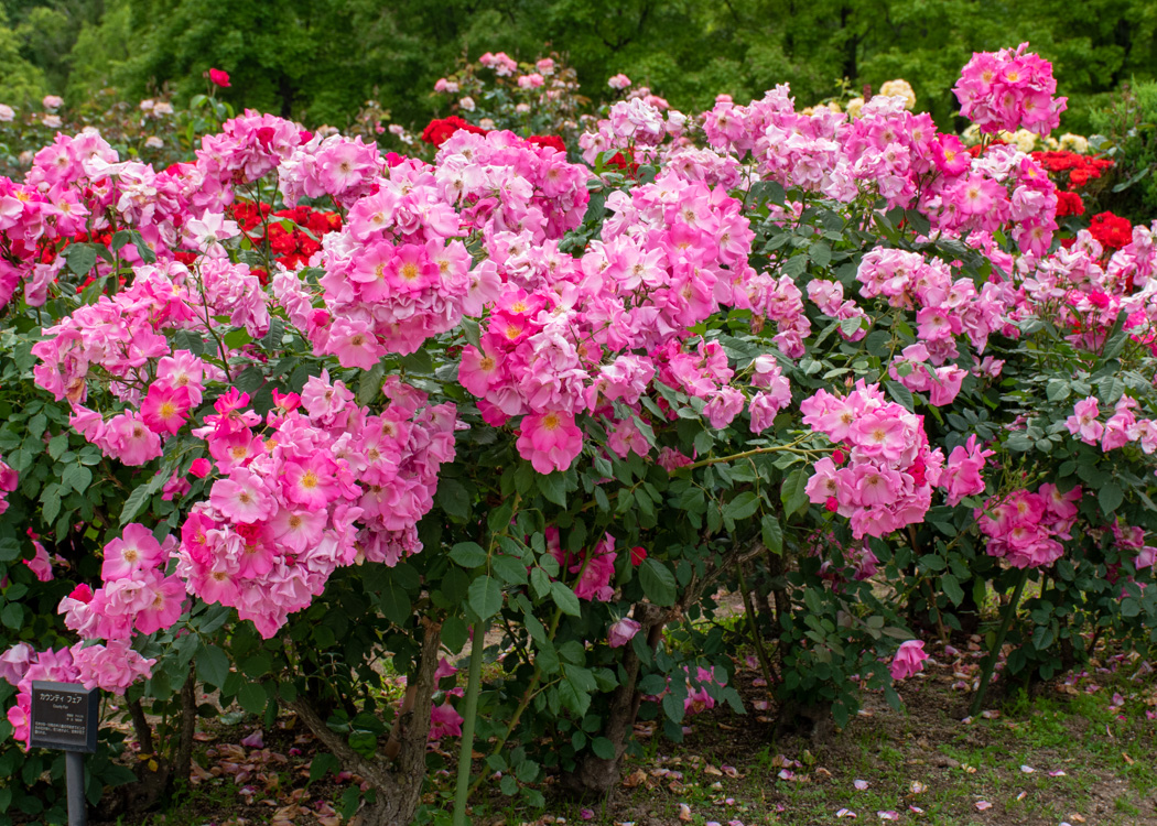満開のバラ(カウンティ・フェア)の花。庄堺公園で撮影