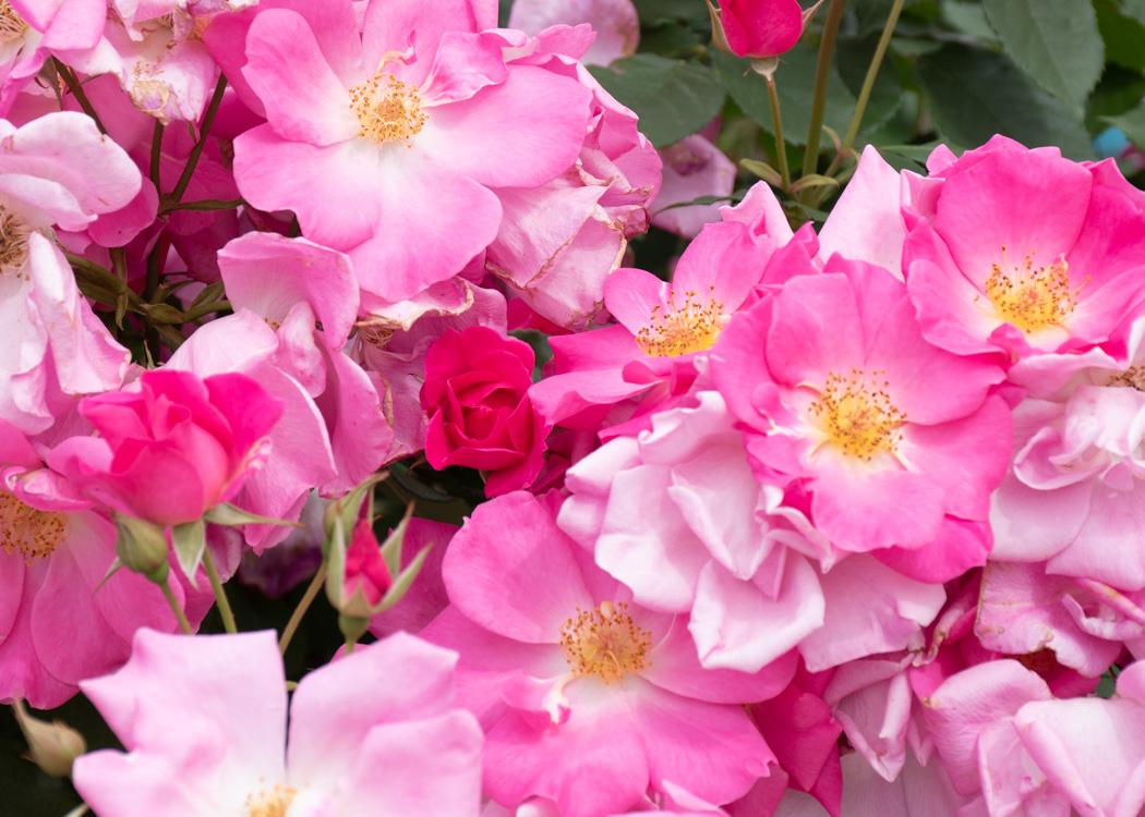 バラ(カウンティ・フェア)の花。庄堺公園で撮影
