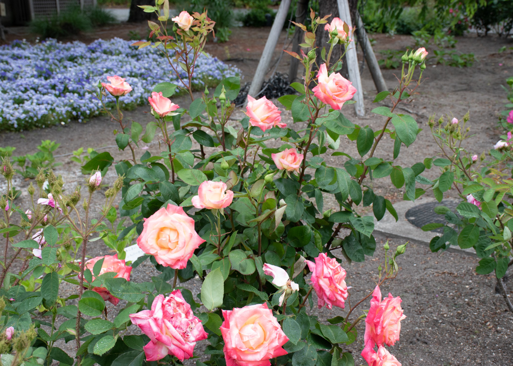 バラ(ダイアナ・プリンセス・オブ・ウェールズ)の花と木。びわ湖大津館で撮影