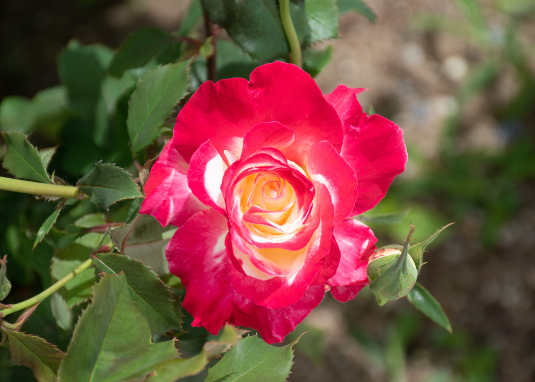 バラ(ダブル・デライト)の花。湖西浄化センターで撮影