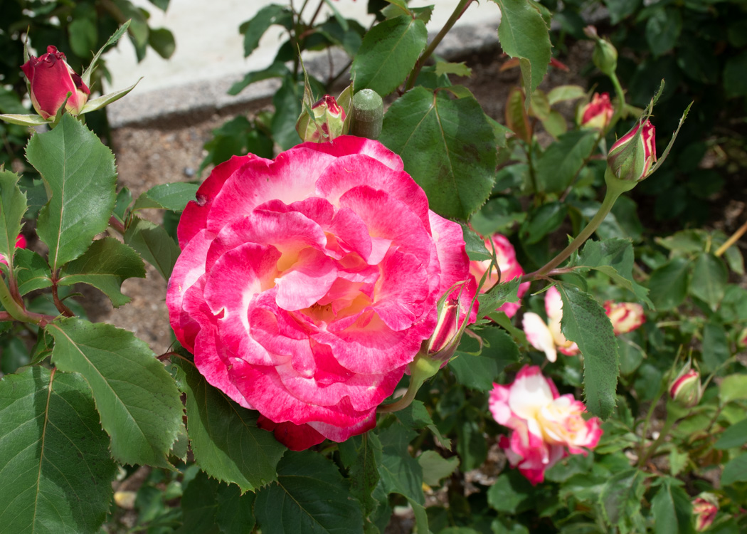 バラ(ダブル・デライト)の花。湖西浄化センターで撮影
