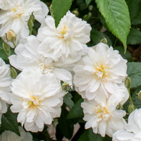 スノーグースの花(イングリッシュローズ)